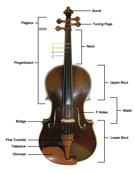 parts of the viola