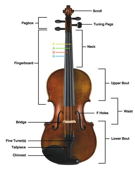 Parts Of The Violin Get Tuned Com