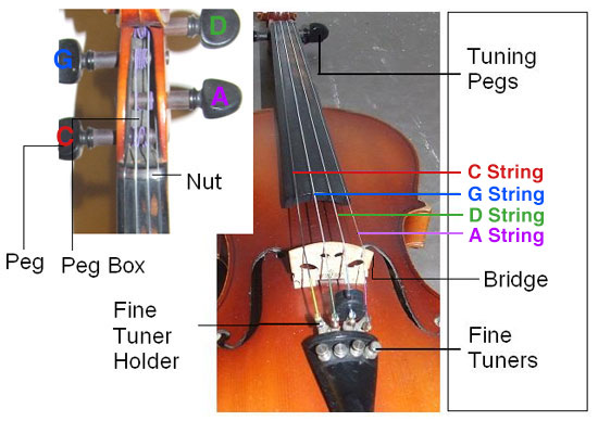 parts of the viola
